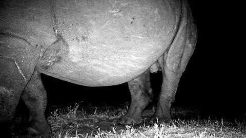 Night motion sensor camera captures white rhino bull checking its territory Stock Footage 313174983
