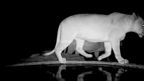 Night motion sensor camera trap captures lioness slipping on waterhole edge Stock Footage 283543466