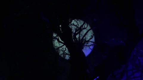 Night mysterious forest in cold tones Vídeo Stock 147234472