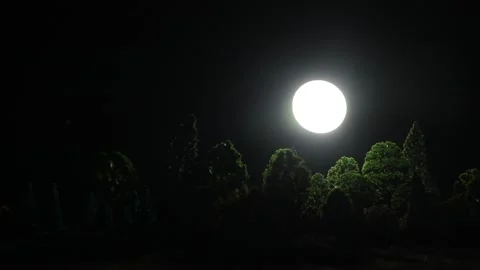 Night mysterious forest in cold tones Vídeo Stock 152149253