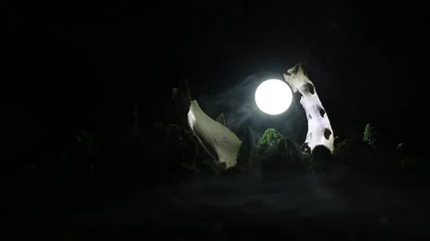 Night mysterious forest in cold tones Vídeo Stock 152149527