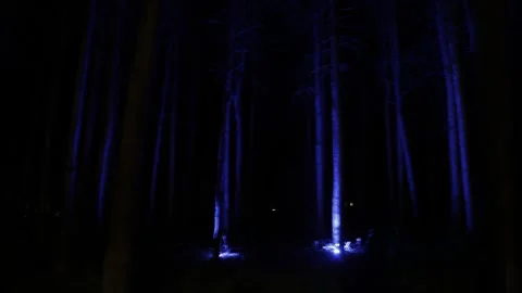 Night mysterious forest in cold tones Vídeo Stock 247862458