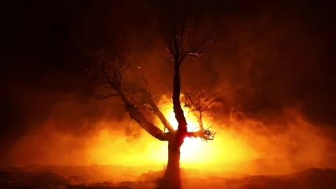 Night mysterious forest in cold tones Vídeo Stock 253785973