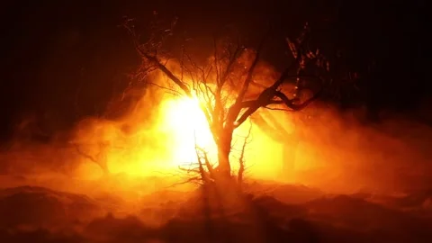 Night mysterious forest in cold tones Vídeo Stock 253787670