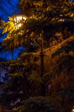 Night old-fashioned light through leaves and branches Stock Photos