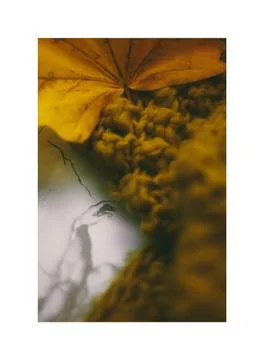 A Night at the Opera 스톡 사진