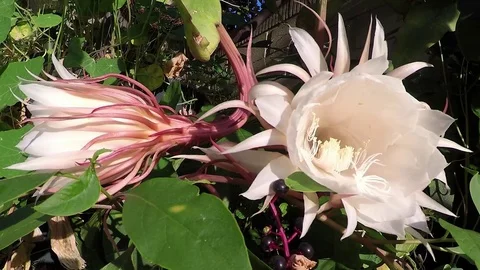 Night Orchid Closing-1920x1080 Stock Footage 80355953