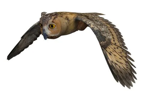 Night Owl Illustrazione stock