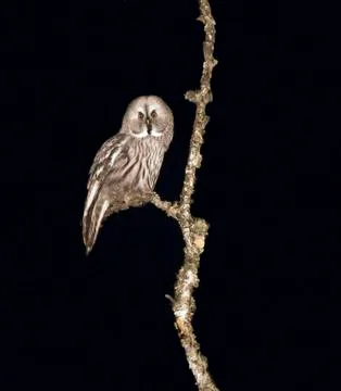 Night owl Foto stock