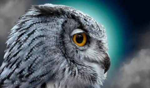Night owl Stock Photos