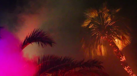 Night palm HD Stock Footage 32288962
