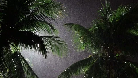 Night palm trees in the rain Vídeos de archivo 119728776