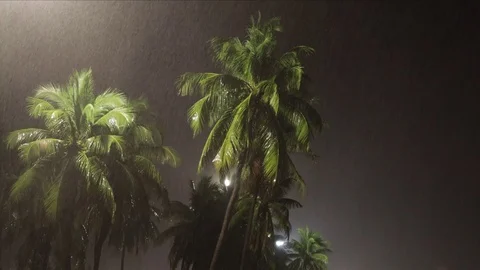Night palm trees in the rain Stock Footage 119728912