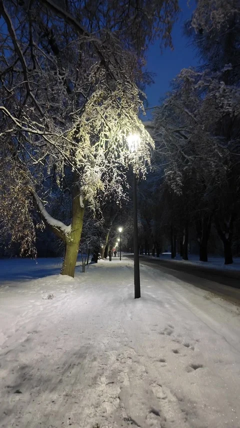 Night Park Path With Snowy Trees And Lanterns Video stock 336308262