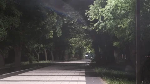 Night park with strong wind before thunderstorm Stock Footage 247833380