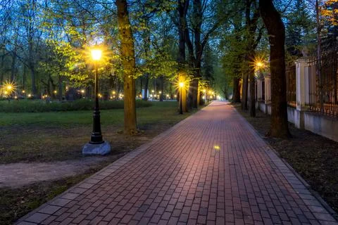 Night park in summer. Stock Photos
