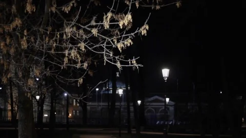 Night park. tree branches with lighting. urban lamp tree. landscape 스톡 동영상 120575751
