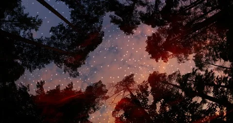 Night in pine tree forest. Stock Footage 117339923