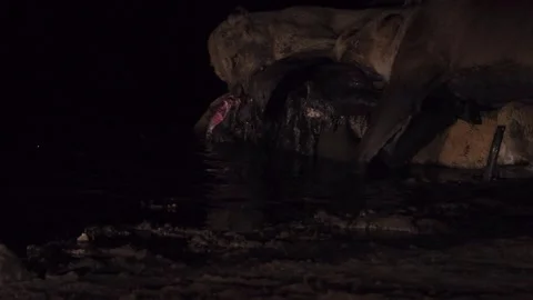 Night predation: Pride of lions feed on buffalo carcass in dark water Stock Footage 313707027