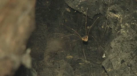 Night Rack Focus Daddy Longlegs to Web Spider in Tree Stock Footage 10758313