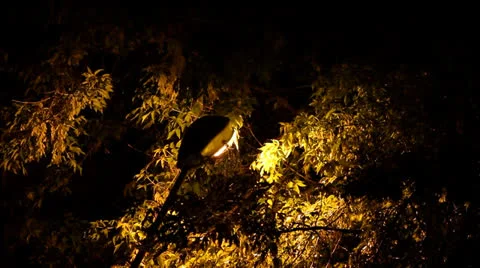 Night rain Stock Footage 25225971