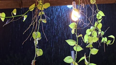 Night rain Video stock 317780537