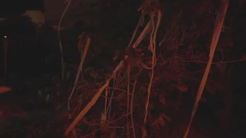 Night Ribbons in Nature Stock Footage 314903604