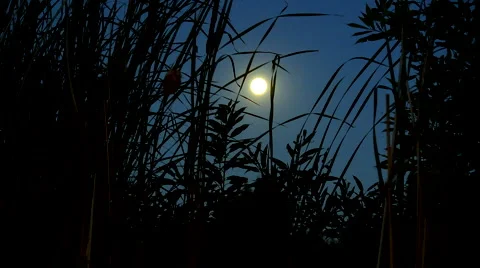 Night on the River. Bright moon Stock Footage 40106351