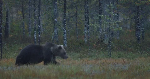 Night scene with brown bear walking around lake Stock Footage 86011694