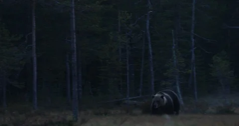 Night scene with brown bear walking around lake Stock Footage 86013067