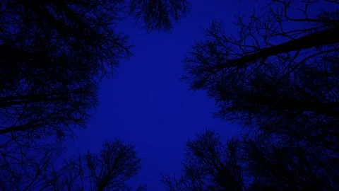 Night scene in a dark forest with dry trees Stock Footage 308373974