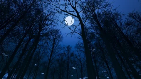Night scene in a dark forest with dry trees  and the moon Stock Footage 308373983
