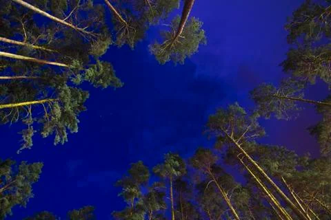 Night scene in the forest Stock Photos