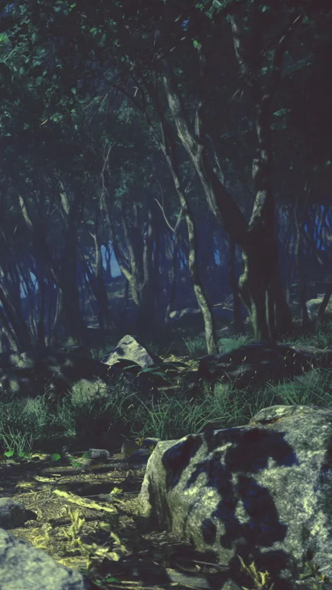 Night scene in quiet forest with rocks and grass under moonlight Stock Footage 334882102