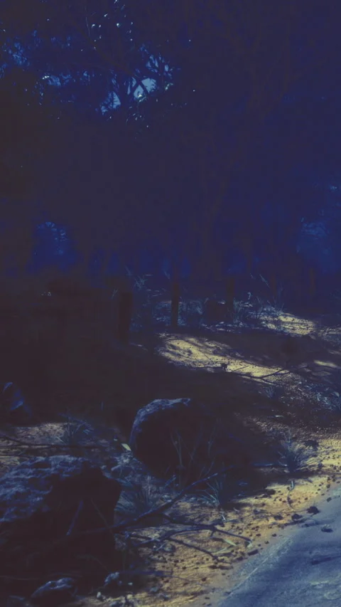 Night scene showing a path in a dark forest with rocks and plants Stock Footage 333566716