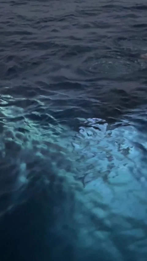 Night scuba diving experience in the red sea Stock Footage 331847909