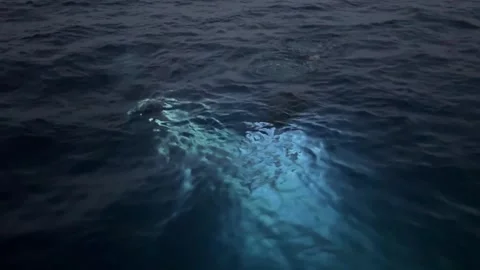 Night scuba diving experience in the red sea Vídeos de archivo 331847916