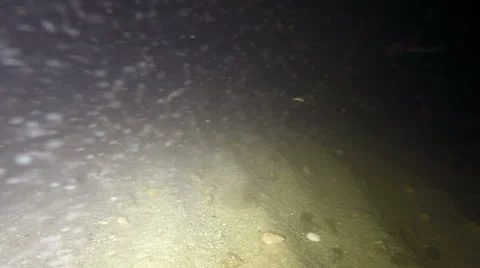 Night Seabed 스톡 동영상 68346386