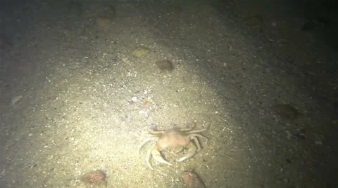 Night Seabed 動画素材 68346411