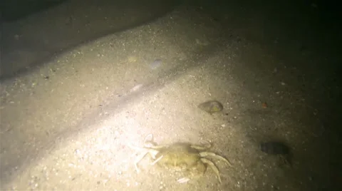Night Seabed Vídeos de archivo 68346445