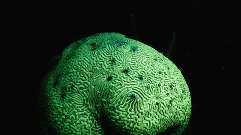 Night seascape under ultraviolet light with fluorescent coral in coral reef Stock Footage 153905941