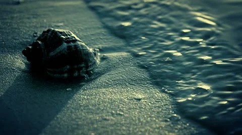 Night. Seashell on the beach. Close-up Stock Footage 22257671