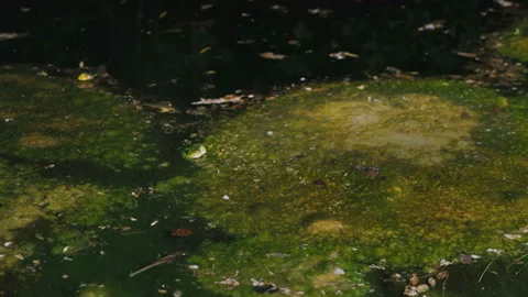 The night serenade of two frogs in an abandoned and overgrown swamp Видео 100686563