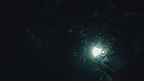 Night Shadows and Lunar Light Stock Footage 290790249