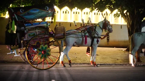 Night shallow depth of feild shot of white horse drawn carriage standing in Stock Footage 221781701