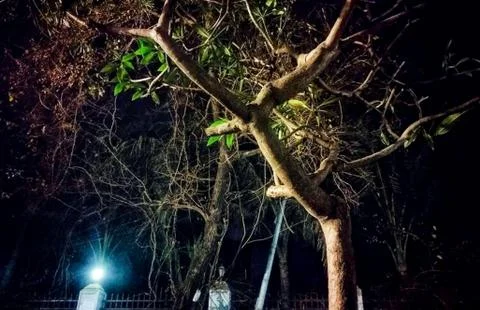 Night shoot on road side tree Stock Photos