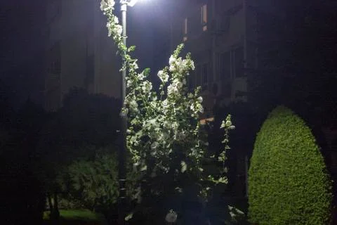 A Night Shoot of a Sapling Stock Photos