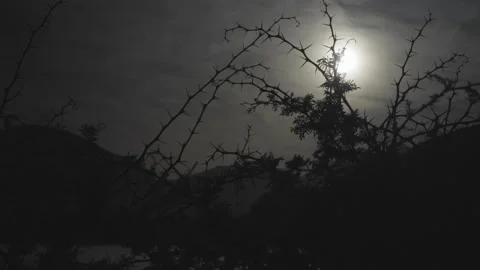 Night shot of camera going through the silhouette of thorny branches  Video stock 234552021
