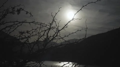 Night shot of camera going through the silhouette of thorny branches Stock-Footage 234554185