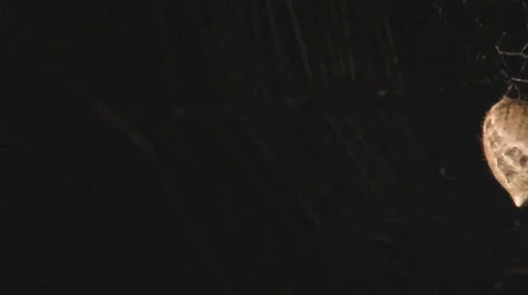 Night shot of large orb spider maintaining web Stock Footage 8826395